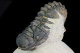 Crotalocephalina Trilobite - Foum Zguid, Morocco #69610-2